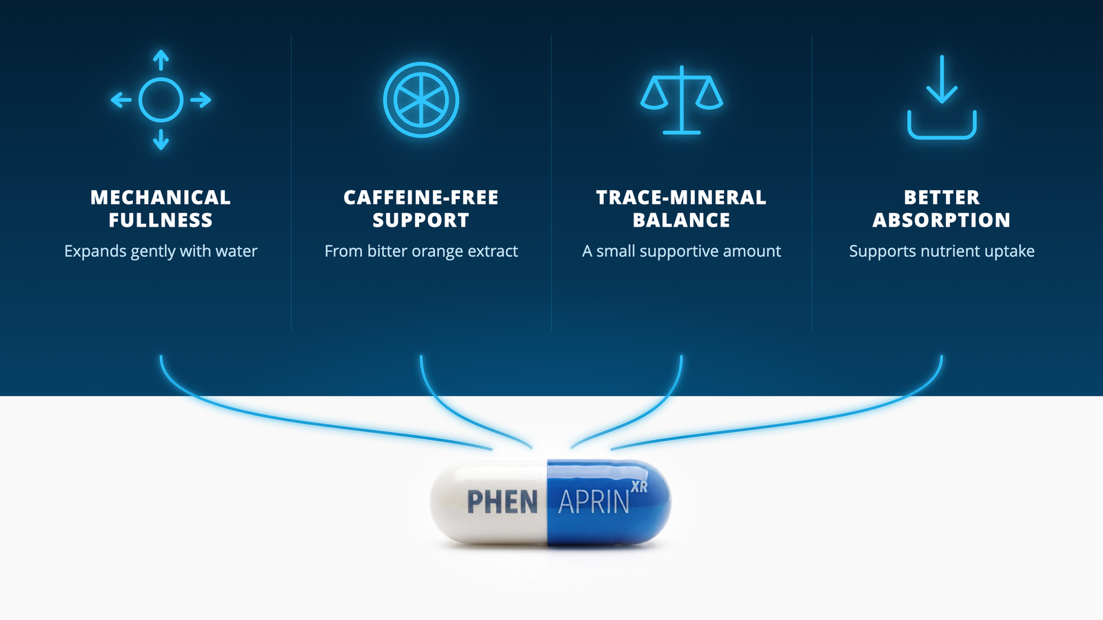Diagram of a PhenAprin XR capsule supporting four pathways: mechanical fullness, caffeine-free support, trace-mineral balance, and better absorption